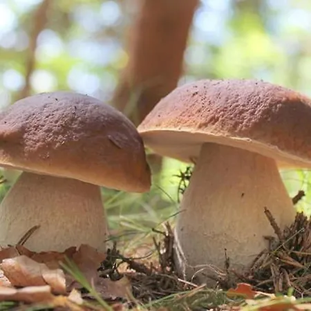 Le Repaire Casa de hóspedes Coubjours