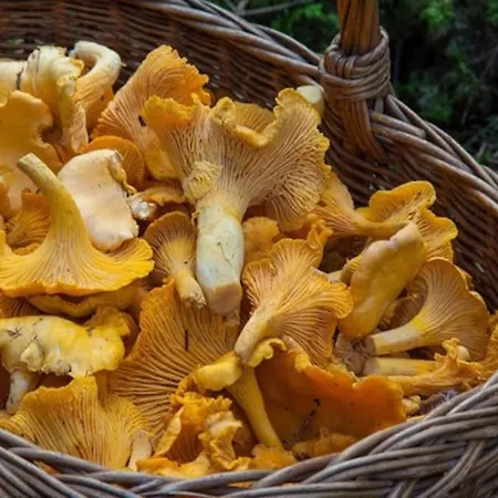 Le Repaire Casa de hóspedes 4*