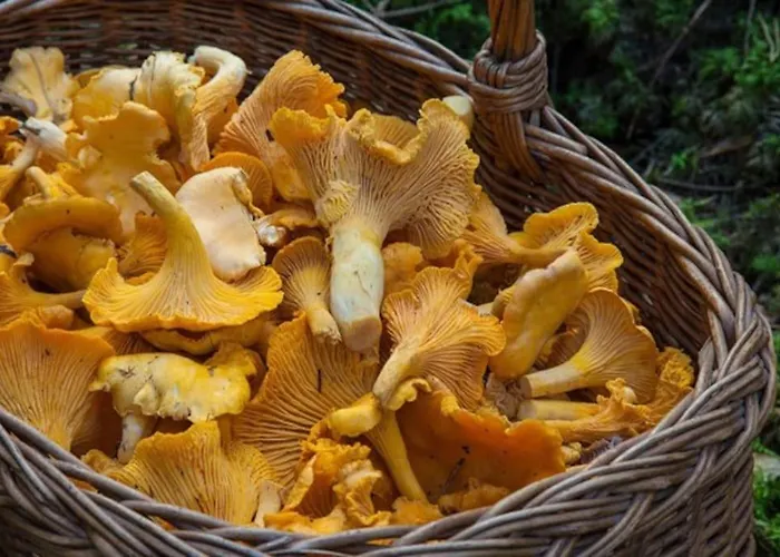 Le Repaire ゲストハウス 4*